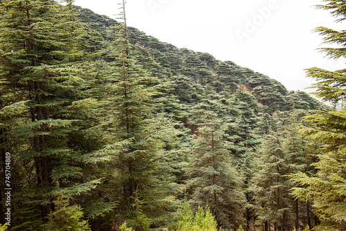 Zedernwald im Chouf, Libanon photo