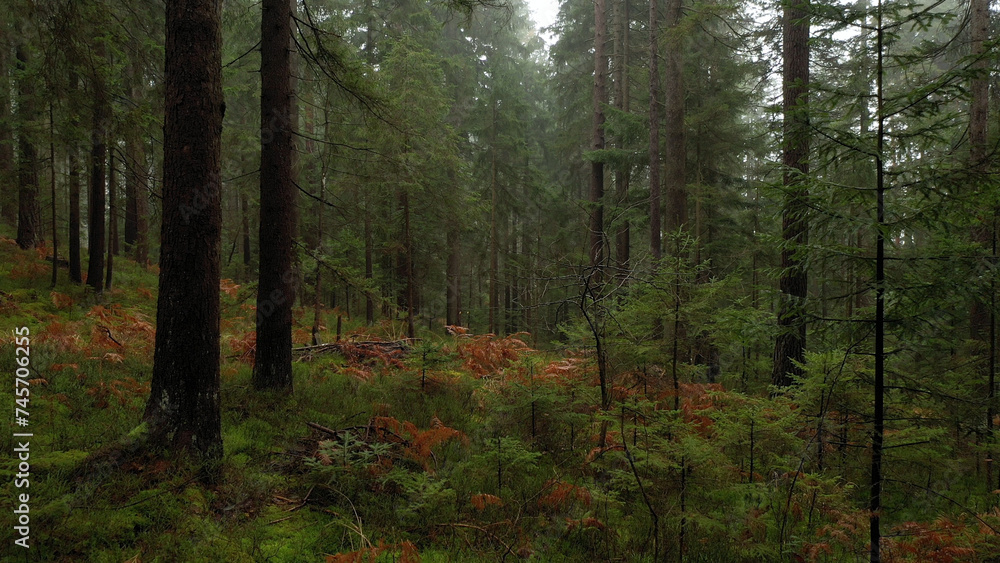 Obraz premium Beautiful evergreen trees forest landscape.