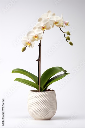 Blooming orchid in ceramic flower pot on white background. Potted exotic house plant, interior detail