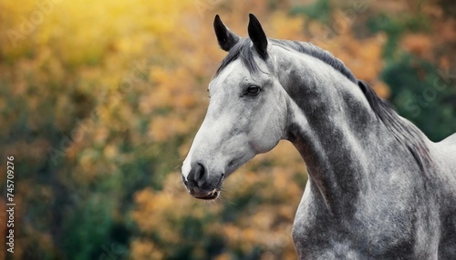 Beauty portrait of gray horse. Domestic animal. Green background.