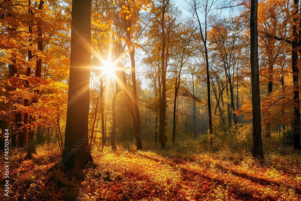 Discover the enchanting beauty of an autumn forest adorned with vibrant colors during the vivid morning