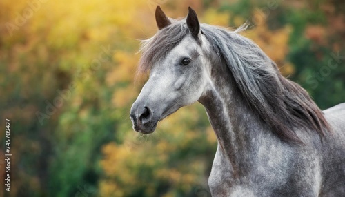 Beauty portrait of gray horse. Domestic animal. Green background.