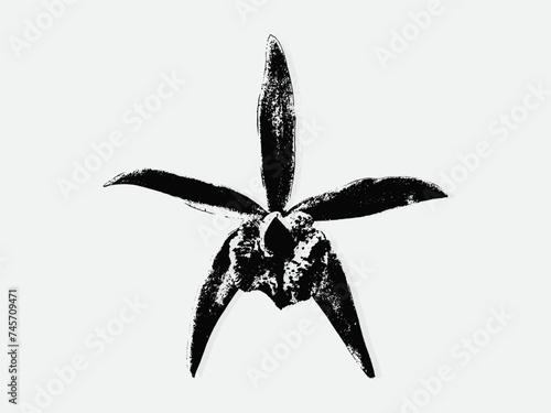 Flower engraving vector illustration. Scratch board style imitation. Black and white hand drawn image. llustrations for poster, background or card. photo