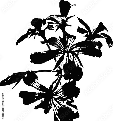 Flower engraving vector illustration. Scratch board style imitation. Black and white hand drawn image. llustrations for poster, background or card.