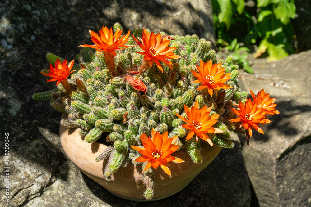 A bunch of red - orange cactus (Chamaecereus silvestrii) flowers in a clay pot. Cactus stems and stone floor are visible.