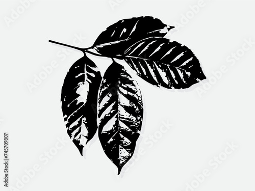 Coffee leaf engraving vector illustration. Scratch board style imitation. Black and white hand drawn image. llustrations for poster, background or card. photo