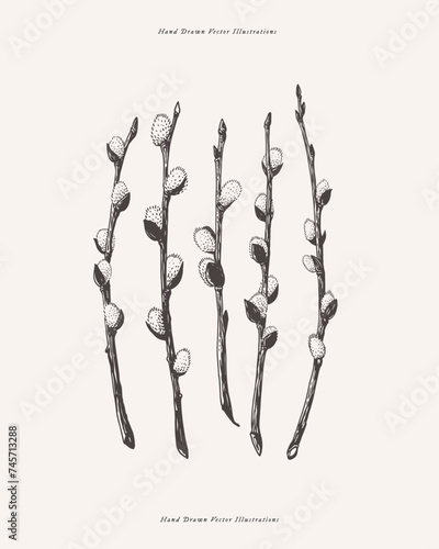 Set of willow branches in engraving style. Willow with blossoming buds. Spring plant on a white background. Botanical vector illustration.