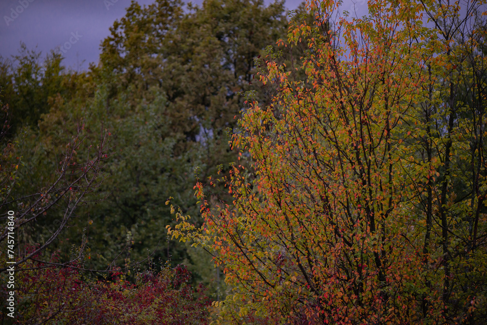 Fototapeta premium a cloudy day in the magical forest during autumn season with fog and colorful leaves