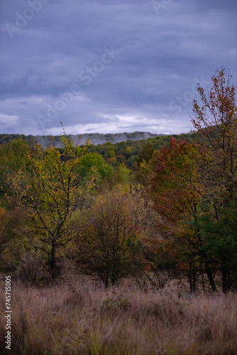 a cloudy day in the magical forest during autumn season with fog and colorful leaves