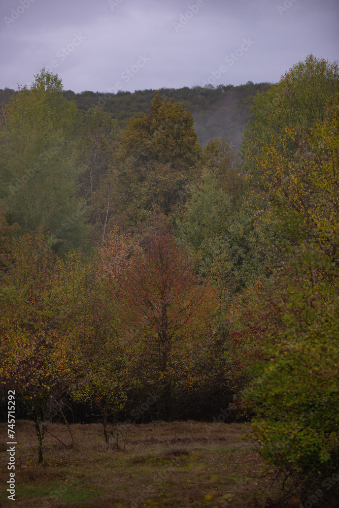 a cloudy day in the magical forest during autumn season with fog and colorful leaves