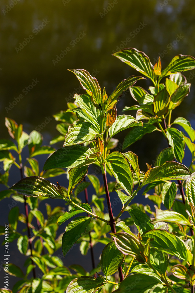 Dogwood Cornus sanguinea , leaf background, selective focus