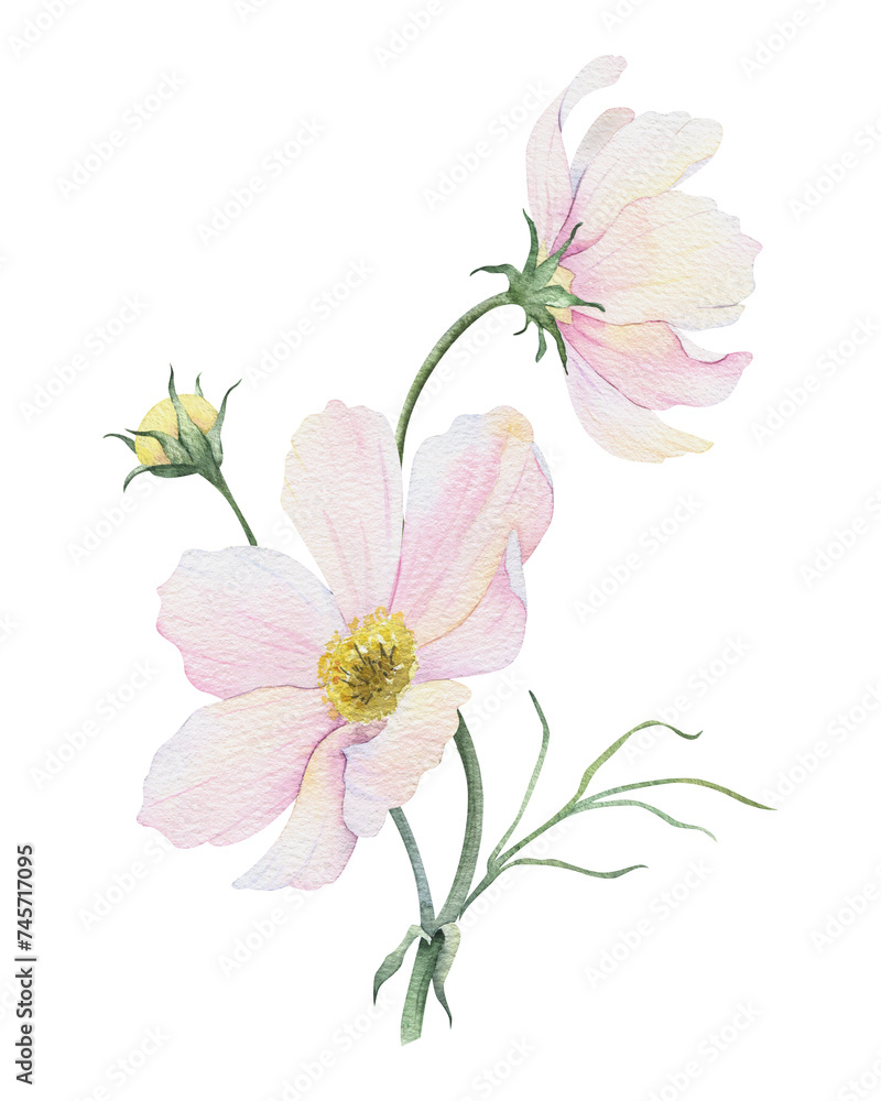 Obraz premium Bouquet of pink and white Cosmea flowers. Cosmos bipinnatus. Isolated hand drawn watercolor illustration of Mexican aster. Summer floral design for wedding invitations, cards, textiles, wrapping paper