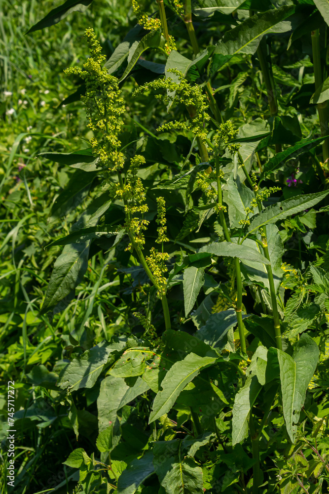 Part of a sorrel bush Rumex confertus growing in the wild with dry seeds on the stem Part of a sorrel bush Rumex confertus growing in the wild with dry seeds on the stem