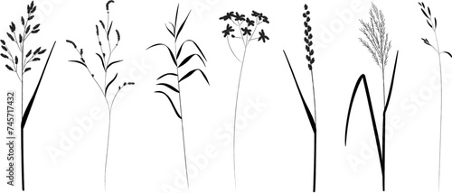 Field and meadow grasses, black outline, template for packaging and product cover. Sketch of medicinal plants, vector flat cartoon drawing.