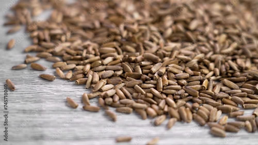 Pile of medicinal seeds of dried milk thistle plant on a aged board. Healing silymarin for liver problems. Silybum marianum. Dietary herb ingredients Pile of medicinal seeds of dried milk thistle plant on a aged board. Healing silymarin for liver problems. Silybum marianum. Dietary herb ingredients
