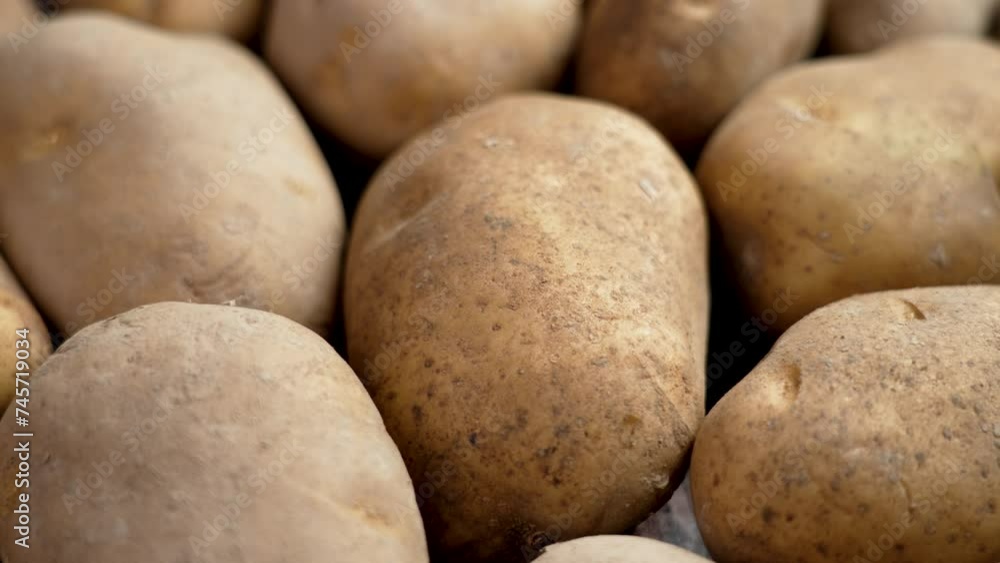 Raw bio organic potatoes close up. Rotation Raw bio organic potatoes close up. Rotation