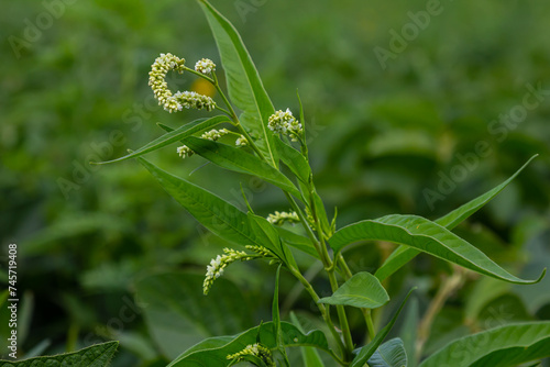 Weed Persicaria lapathifolia grows in a field among agricultural crops photo