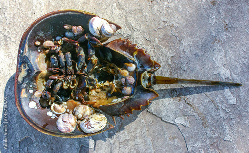 Mollusks Crepidula (Gastropoda) attached to the shell of a horseshoe crab photo