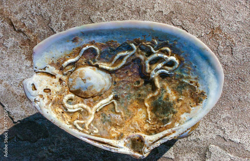 Mollusks Crepidula (Gastropoda) attached to the shell on the sandy shore of a beach near Brighton Beach photo