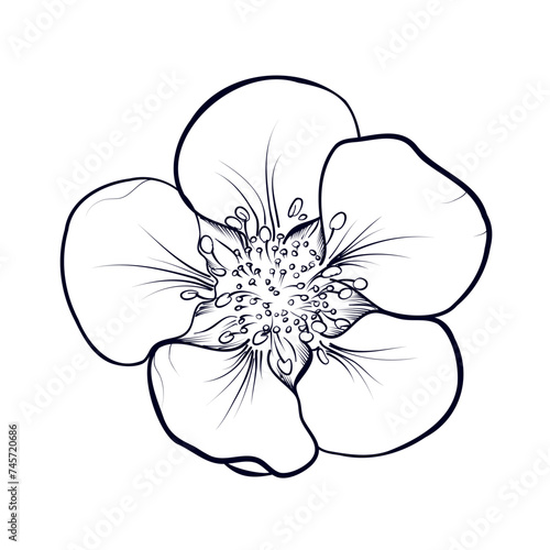hand-drawn sakura flower vector illustration