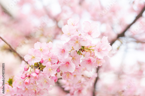 桜 © 瞳 門脇