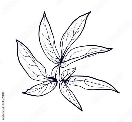 hand drawing of peony leaves vector illustration