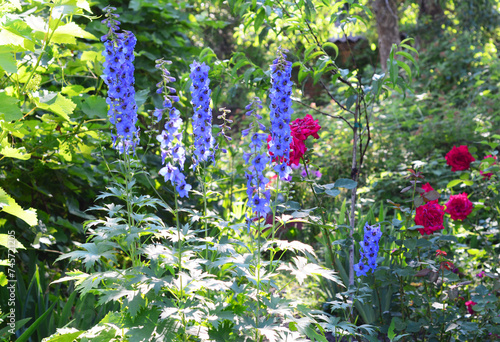 Quadro su tela Blue delphinium blooming with sturdy flower spikes in the flowerbed with red roses in the background in summer