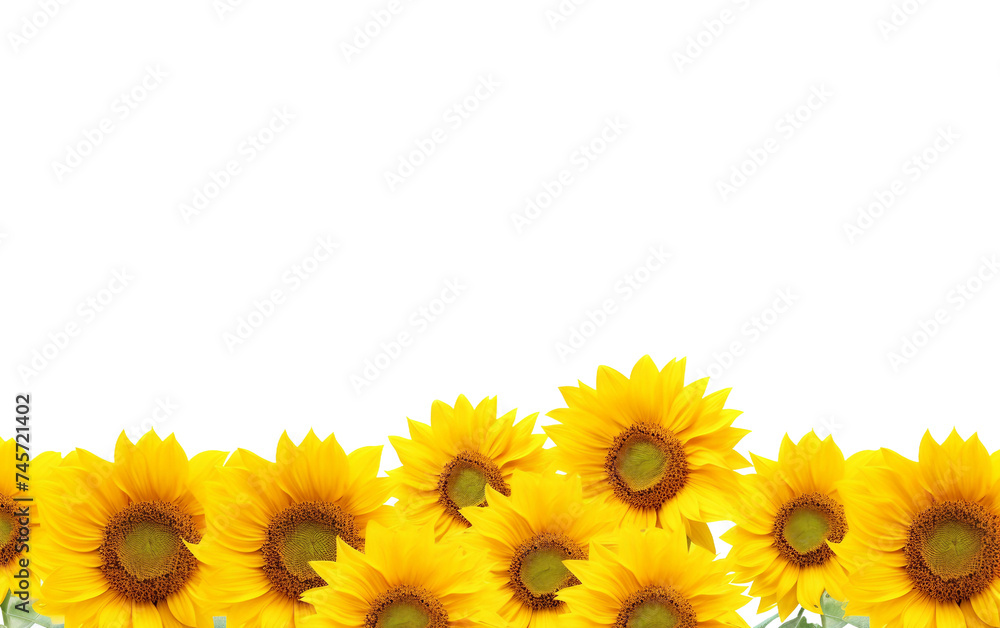 Colorful Sunflower Field Background Isolated on Transparent Background PNG.