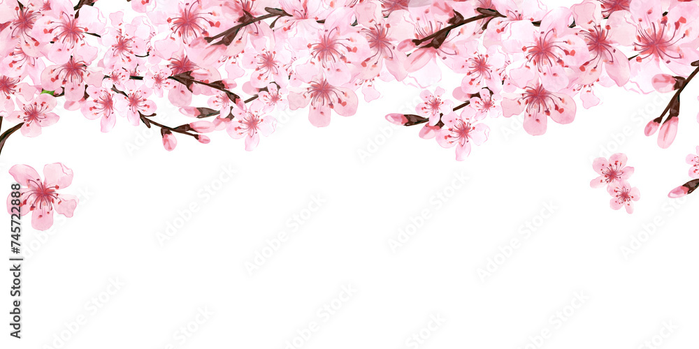 Template of Sakura branches on white background. Pink sakura flowers. Background in watercolor style. Cherry blossom branches. Hanami festival. Hand drawn illustration