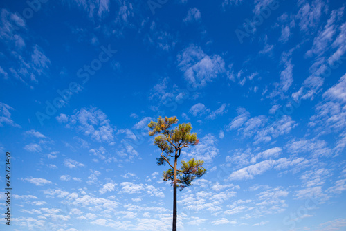 Pine tree and blue sky with white clouds.