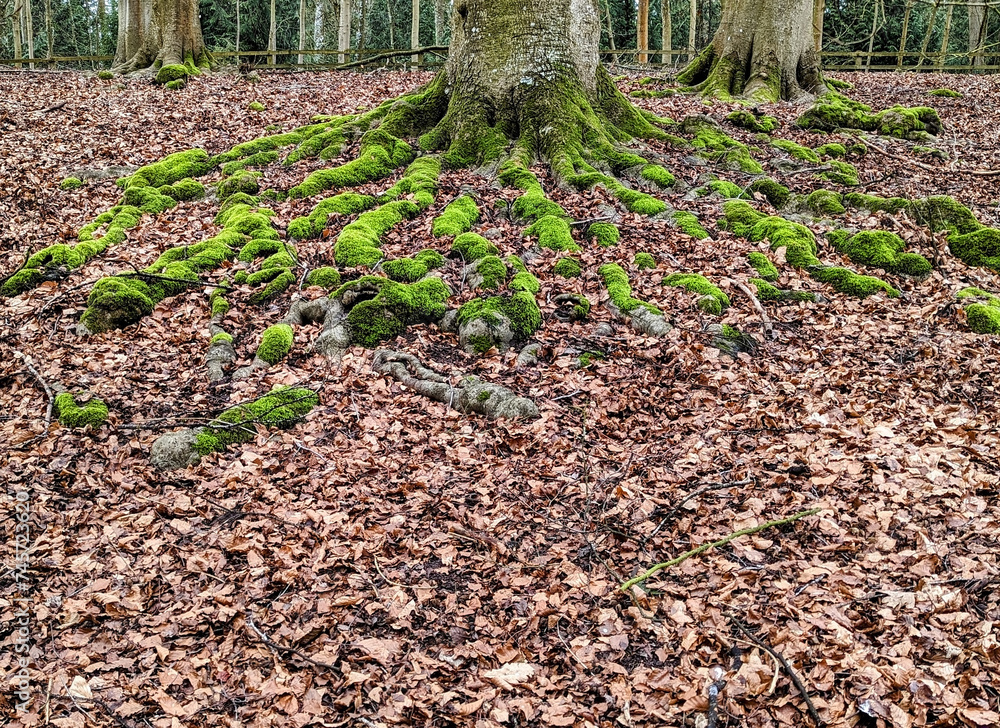 Green mossy tree roots form a pattern over brown fallen leaves in a forest Green mossy tree roots form a pattern over brown fallen leaves in a forest
