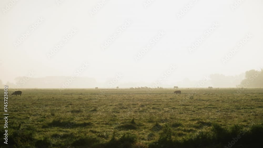 Sheep grazing on misty Dutch farmland meadow panning across early morning hazy sunrise countryside Sheep grazing on misty Dutch farmland meadow panning across early morning hazy sunrise countryside