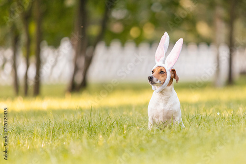 Fototapeta Naklejka Na Ścianę i Meble -  Jack Russell terrier dog dressed in a rabbit costume sits in the grass. Costume party. Easter theme. Conceptual photo for the Easter holiday