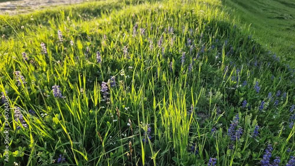 Meadow with grass and blue flowers in sunny windy evening