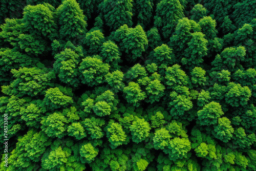 rain forest from drone view on top