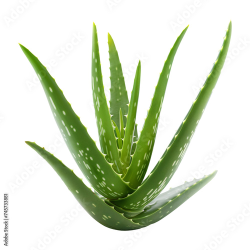 Aleo vera plant isolated on white.