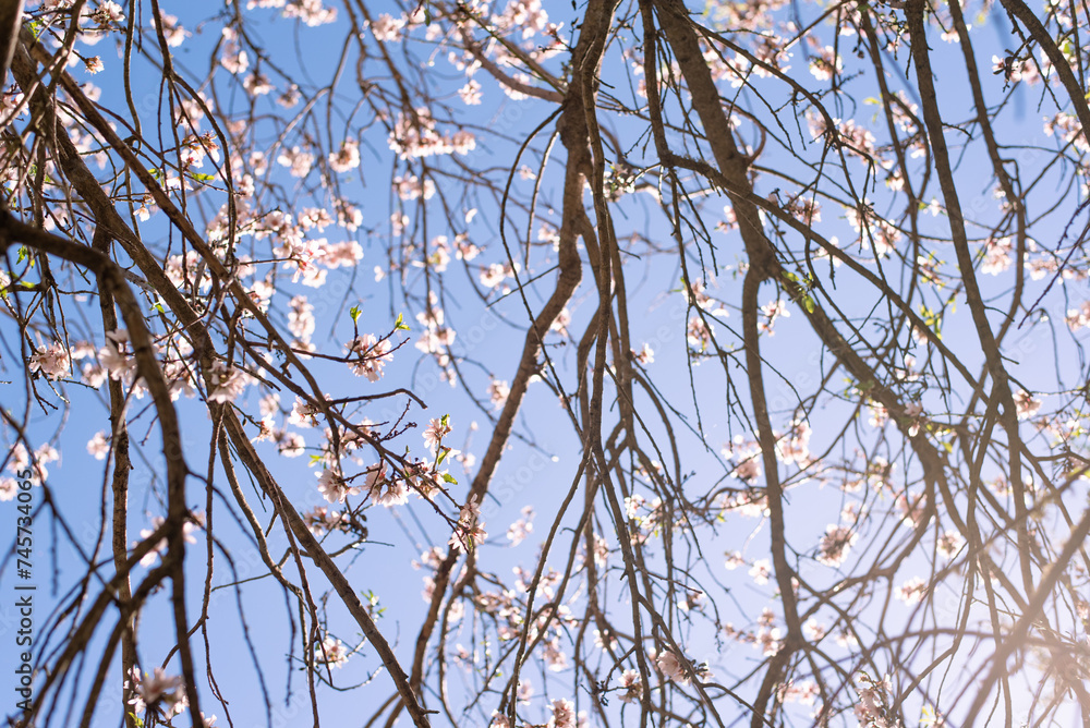 almond tree in bloom blossom flowers pink pastel blue sky spring gran canaria island wallpaper background backdrop poster almond tree in bloom blossom flowers pink pastel blue sky spring gran canaria island wallpaper background backdrop poster
