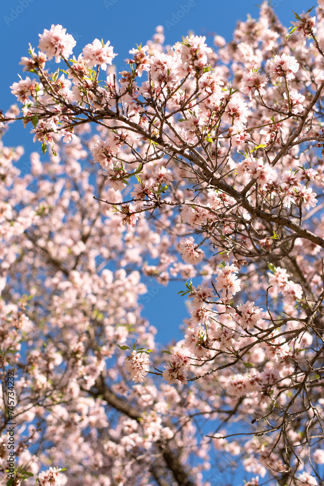 almond tree in bloom blossom flowers pink pastel blue sky spring gran canaria island wallpaper background backdrop poster almond tree in bloom blossom flowers pink pastel blue sky spring gran canaria island wallpaper background backdrop poster