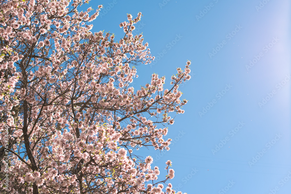 almond tree in bloom blossom gran canaria spain