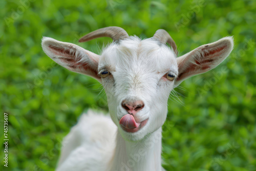 Adorable White Goatling Sticking Tongue Out Against Lush Green Backdrop, meme