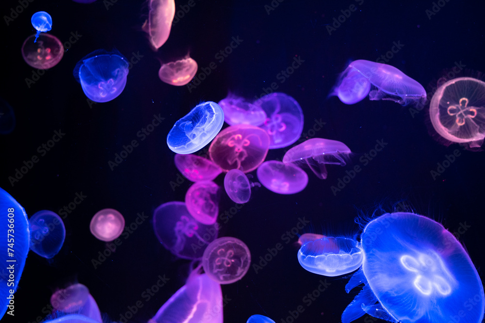 blue purple colorful jellyfish glowing in the dark water aquarium background wallpaper poster underwater deep ocean life animals blue purple colorful jellyfish glowing in the dark water aquarium background wallpaper poster underwater deep ocean life animals