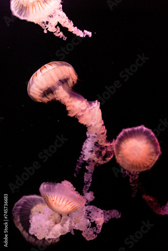 jellyfish in the water dark black background pink medusa jelly jellies fish animals ocean sea aquarium deep diving life oceanarium  seaquarium marine aesthetic beauty wallpaper background poster © ms16_photo
