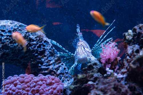 lionfish swimming in an aquarium oceanarium ocean sea poema del mar las palmas gran canaria spain tropical exotic animal fish stripes fins beautiful dangerous photo