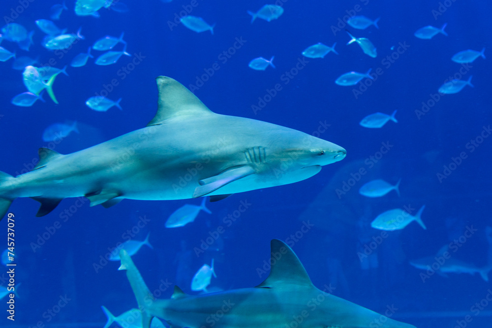 fish shark swimming in water sea ocean aquarium ocean oceanarium glass dark close fins animal wildlife gran canaria spain fish shark swimming in water sea ocean aquarium ocean oceanarium glass dark close fins animal wildlife gran canaria spain