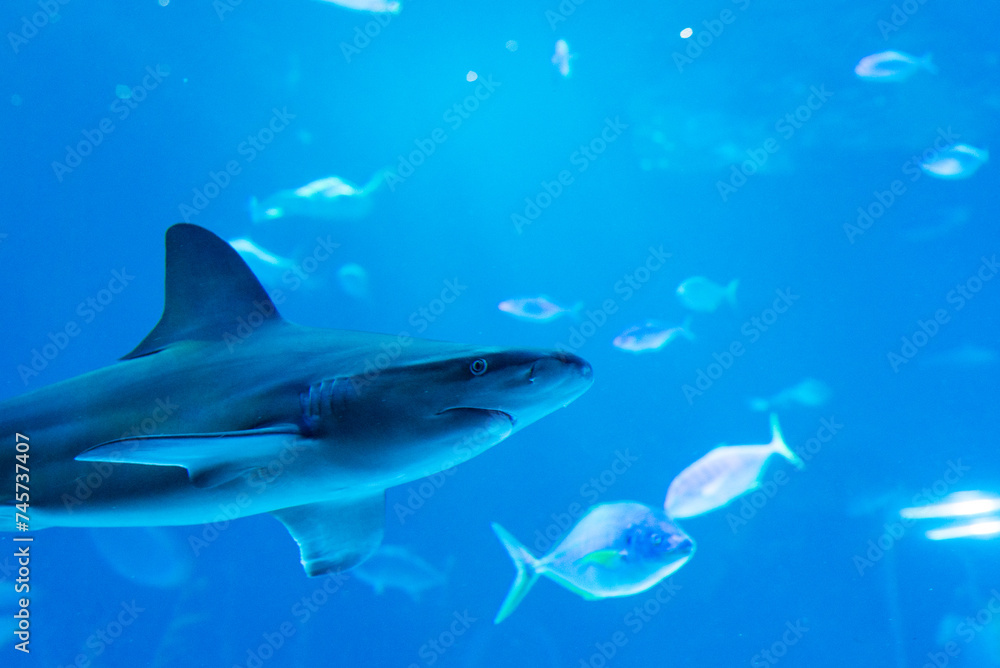 Fototapeta premium fish shark swimming in water sea ocean aquarium ocean oceanarium glass dark close fins animal wildlife gran canaria spain 