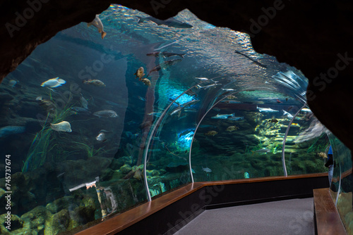 fish in aquarium poema del mar las palmas gran canaria spain
