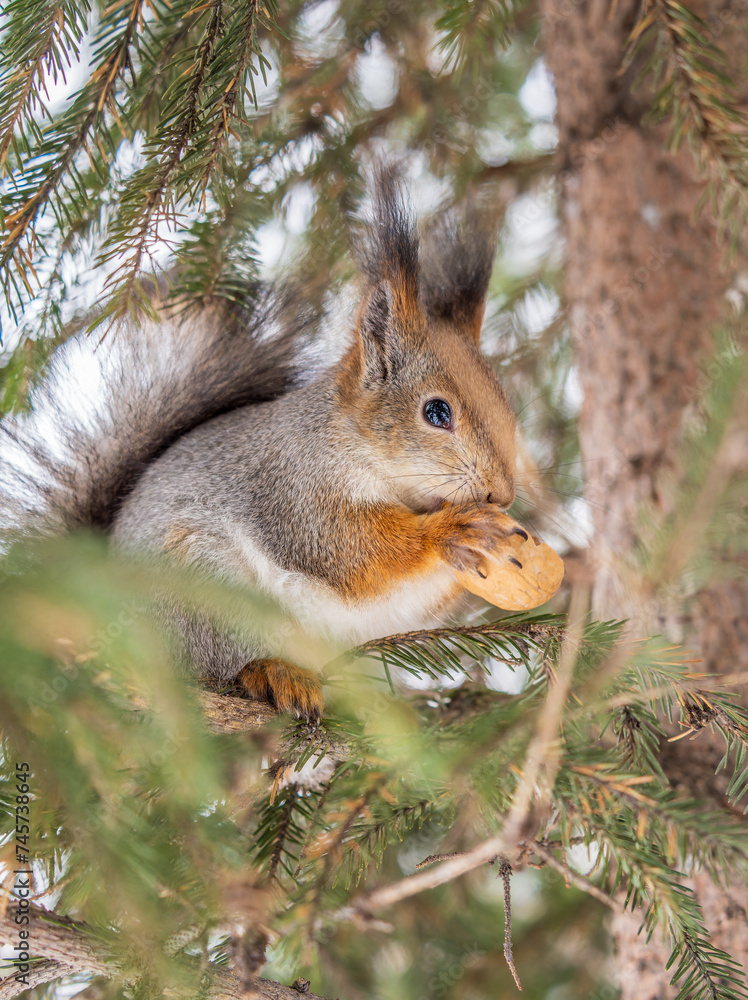 The squirrel with nut sits on tree in the winter or late autumn The squirrel with nut sits on tree in the winter or late autumn