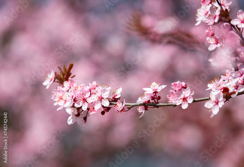 Spring alley of blossom pink cherry trees.