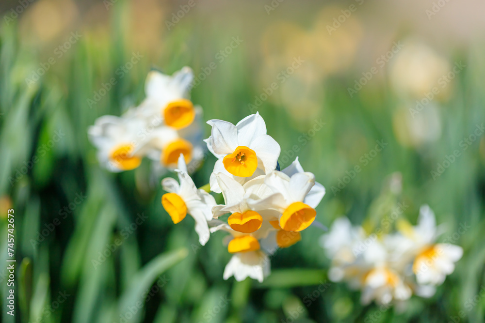 角島の水仙の花 山口県下関市 Daffodil flowers in Tsunoshima. Yamaguchi Pref, Shimonoseki City. 角島の水仙の花 山口県下関市 Daffodil flowers in Tsunoshima. Yamaguchi Pref, Shimonoseki City.