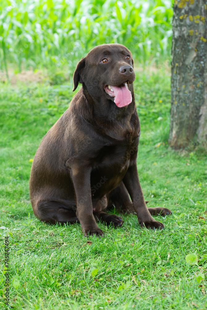 Sitzender brauner Labrador Retriever im Garten